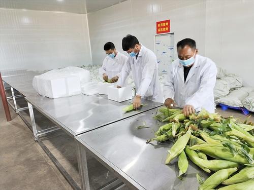 用科技赋能乡村产业(实干显担当同心启新程·代表委员履职故事)(图1)