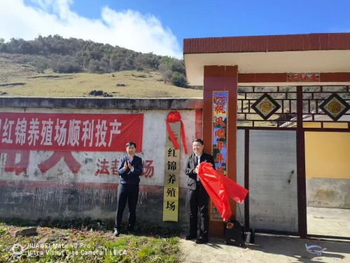 600只藏绵羊种羊落户东川红土地藏绵羊养殖场正式投产3