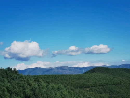 600只藏绵羊种羊落户东川红土地藏绵羊养殖场正式投产2