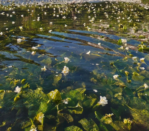 海菜花1