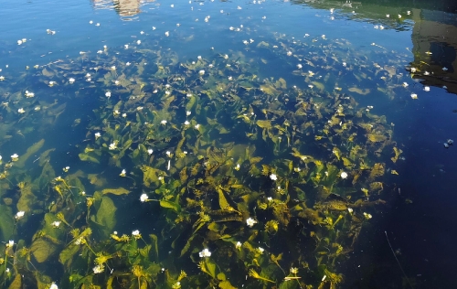 海菜花2