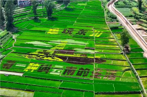 乌龙镇跑马社区：“党建+好班子”共荣   凝聚发展合力5