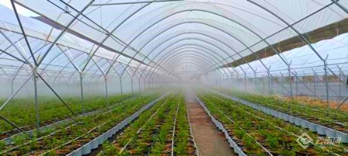 一颗蓝莓盘活昆明东川尾矿困局1