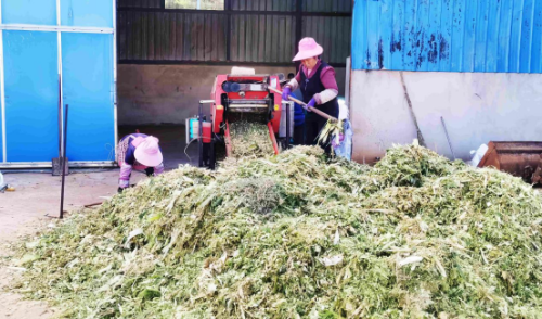 小秸秆养肥千只云上黑山羊2