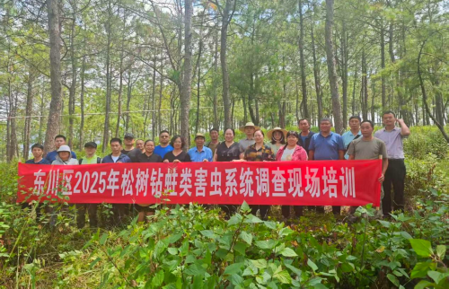 害虫系统调查1