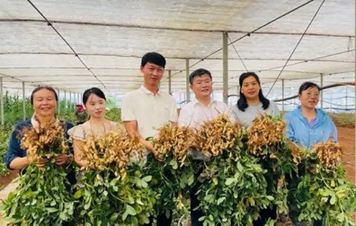 东川航天育种七彩花生迎丰收1