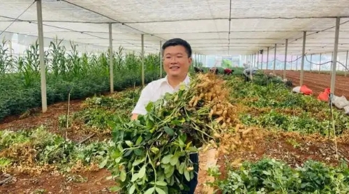 东川航天育种七彩花生迎丰收