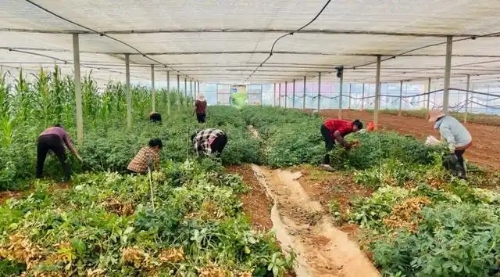 东川航天育种七彩花生迎丰收2