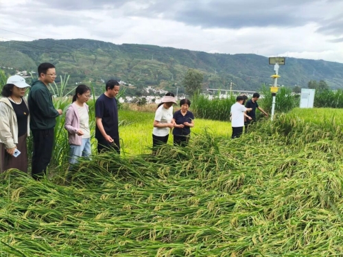 九三学社云南省委会、昆明市委会赴东川乌龙镇开展“九三科技之光——百名专家科技下乡”社会服务活动2