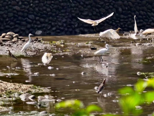东川湿地公园来了精灵1