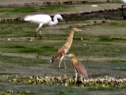东川湿地公园来了精灵6