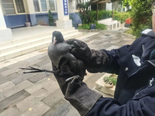 东川公安救助4只国家野生保护动物