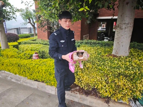 东川公安救助4只国家野生保护动物2