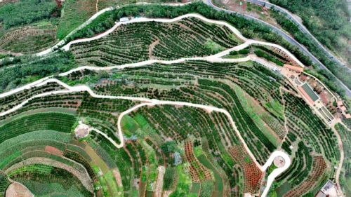 东川退耕还经济林模式被纳入“云南省首批退耕还林提质增效典型模式”名单