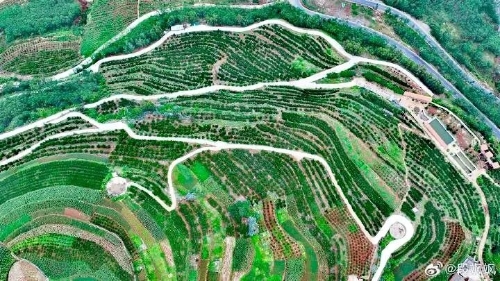 东川退耕还经济林模式被纳入“云南省首批退耕还林提质增效典型模式”名单4