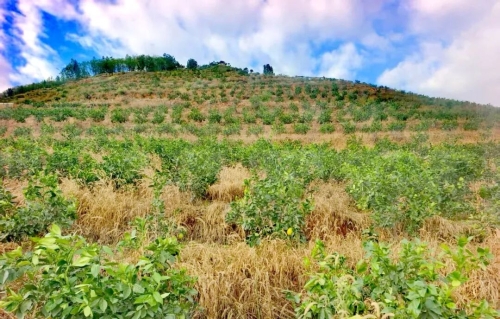 东川退耕还经济林模式被纳入“云南省首批退耕还林提质增效典型模式”名单5