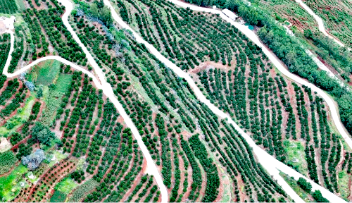 东川退耕还经济林模式被纳入“云南省首批退耕还林提质增效典型模式”名单6