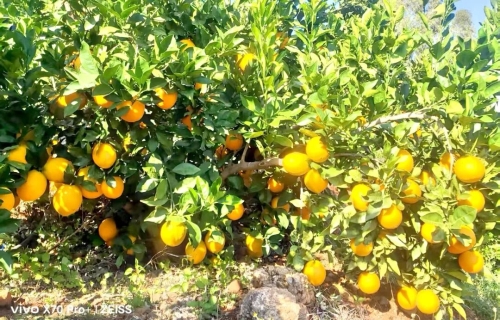 东川退耕还经济林模式被纳入“云南省首批退耕还林提质增效典型模式”名单7