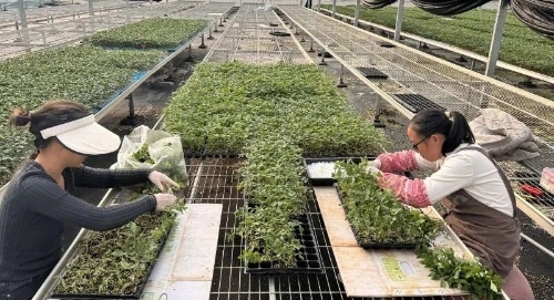 东川以“一粒种子”撬动特色农业变革