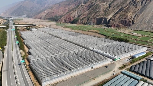 东川以“一粒种子”撬动特色农业变革4