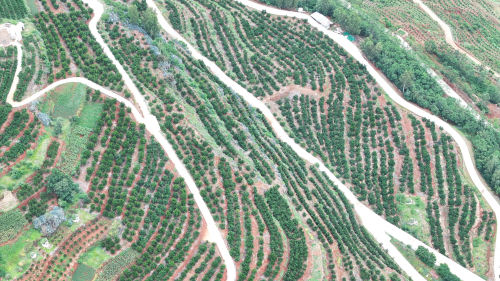 云南退耕还林提质增效典型模式1