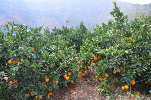 云南退耕还林提质增效典型模式5