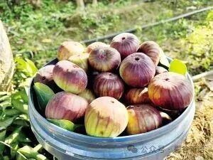 糖包子变身富民兴村金果子4