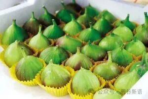 糖包子变身富民兴村金果子5