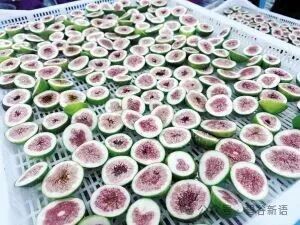 糖包子变身富民兴村金果子6