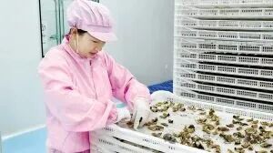 糖包子变身富民兴村金果子67