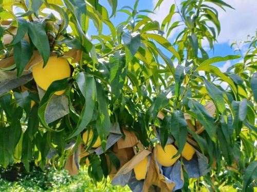 象鼻村：党建执笔绘就振兴新画卷5