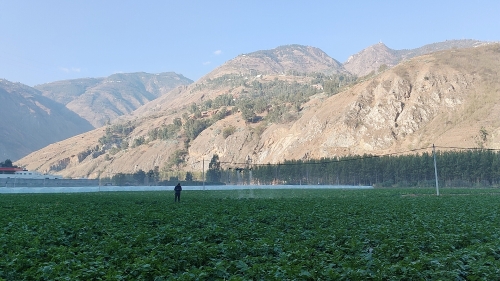东川区抓好“菜篮子”稳产保供基本盘  筑牢餐桌安全防火墙1