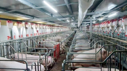 东川区抓好“菜篮子”稳产保供基本盘  筑牢餐桌安全防火墙8