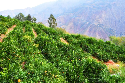 东川区：走出一条差异化高质量发展新路6