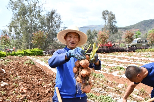 东川：科技小院让干热河谷变“金银窝”1