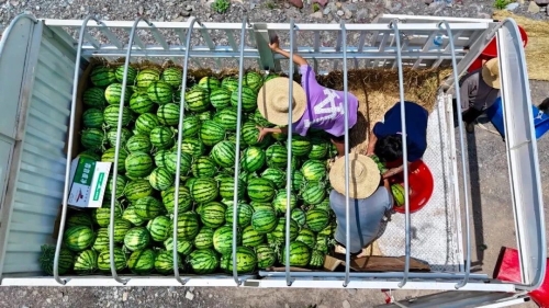 东川：科技小院让干热河谷变“金银窝”4