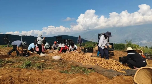 多元产业齐发力 增收致富谱新篇3