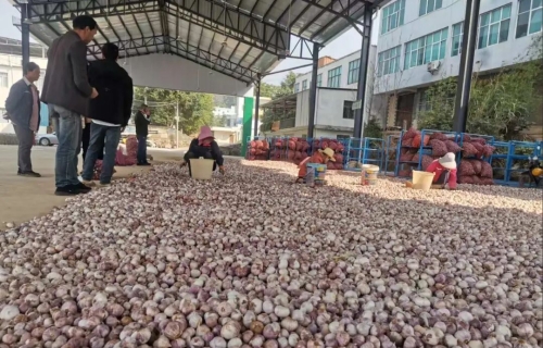 多元产业齐发力 增收致富谱新篇4