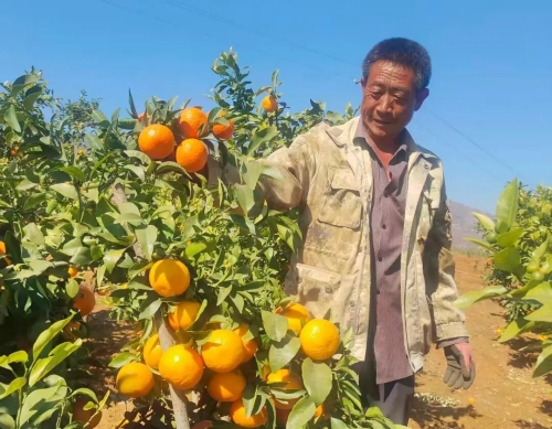 多元产业齐发力 增收致富谱新篇5