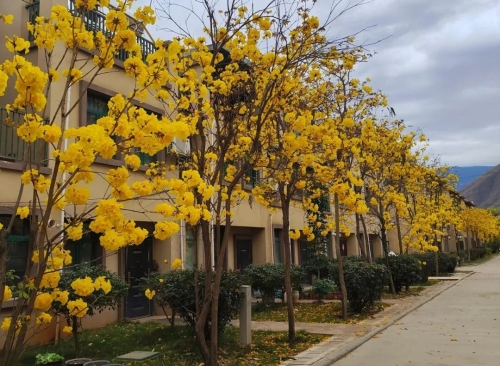 多元产业齐发力 增收致富谱新篇7