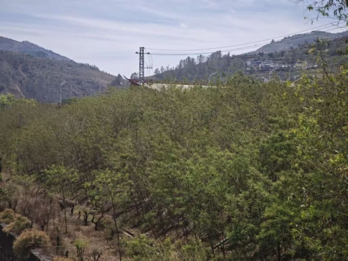 阿旺镇五年深耕 5