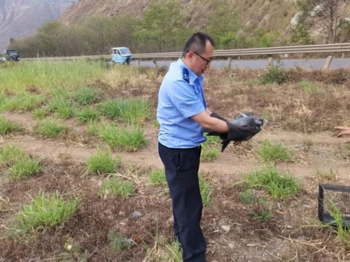 东川警民携手  救助受伤游隼1