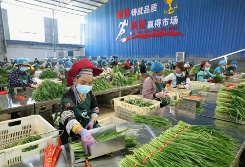 云南省委书记：农民增收始终是第一位的任务2