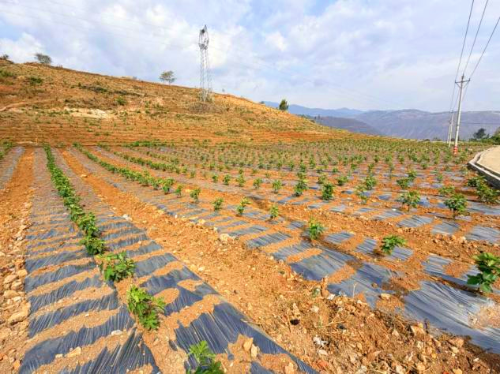 碧谷街道紫牛村三百亩无花果项目落地 东西部协作共筑特色产业新引擎1