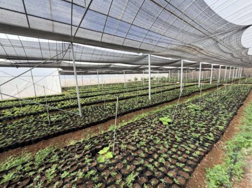 碧谷街道紫牛村三百亩无花果项目落地 东西部协作共筑特色产业新引擎2