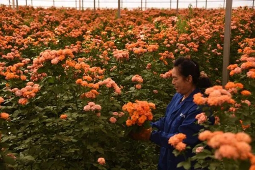 东川：“廉”动监督 助力荒滩变花海