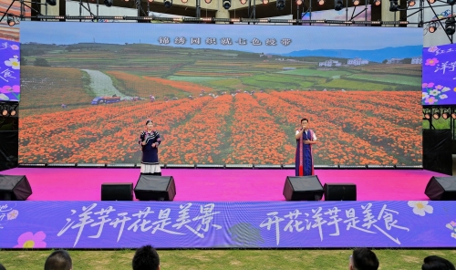 【跟着赛事游东川】东川“洋芋花开”艺术季启幕&nbsp; 洋芋花海激活“红土经济”1