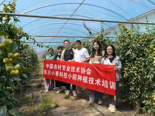 【乡村振兴】东川小枣产业质效双升 有种植户亩产值超3万元3