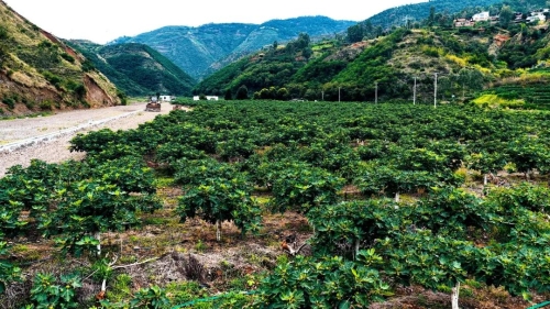 东川无花果、石林苹果入选全国名特优新农产品名录3