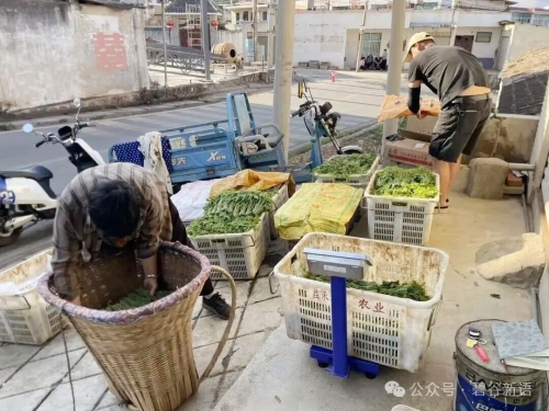 碧谷街道起嘎社区：双蔬兴产业 沃土富乡民2